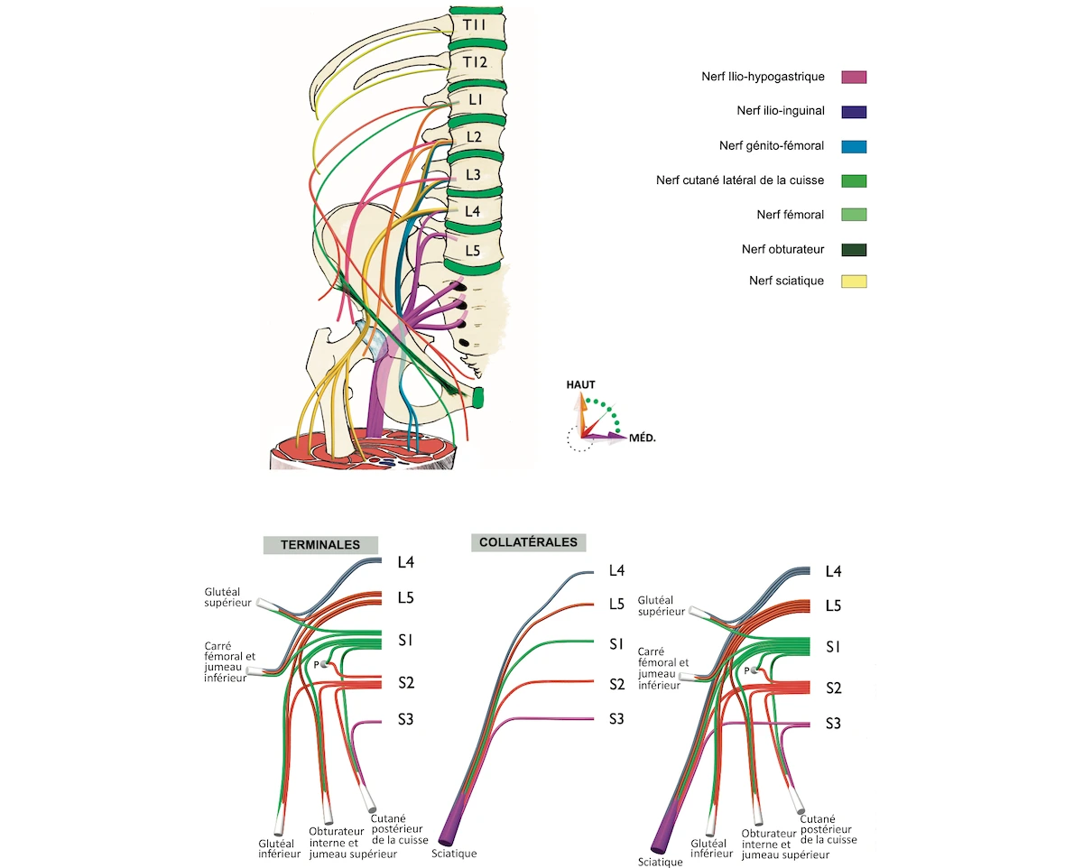 Anatomie du plexus nerveux lombaire.