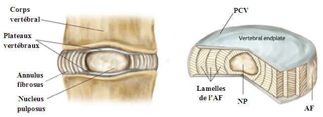 Anatomie du disque inter-vertébral.