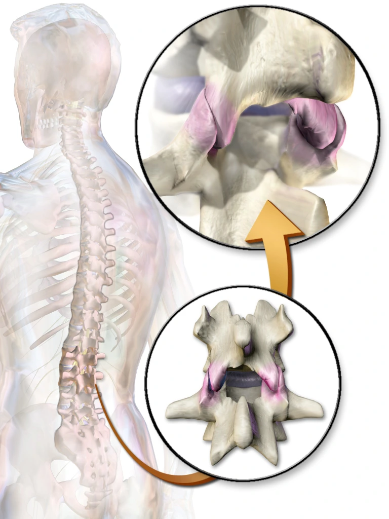 Anatomie des facettes articulaires postérieures lombaires.