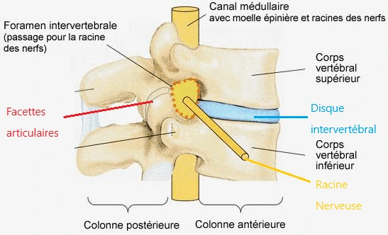 Structures entourant la racine nerveuse.